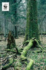Bialowieza_01.jpg