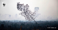 POBS-Socmed-WW189216-Matthew Lee-WWF-Facebook-1200x630.jpg