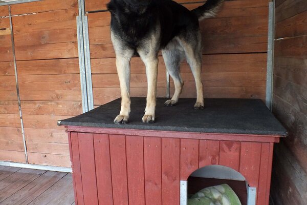 Painting kennels for dogs