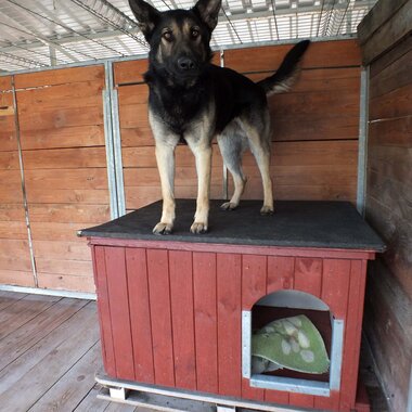 Painting kennels for dogs