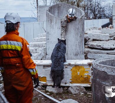 Szkolenie GPR K-9 u śląskich terytorialsów