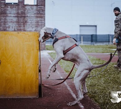 Szkolenie GPR K-9 u śląskich terytorialsów