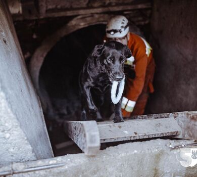 Szkolenie GPR K-9 u śląskich terytorialsów