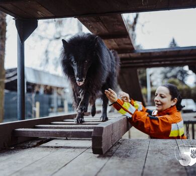 Szkolenie GPR K-9 u śląskich terytorialsów