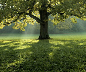 tree-demo