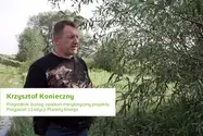 Wierzba