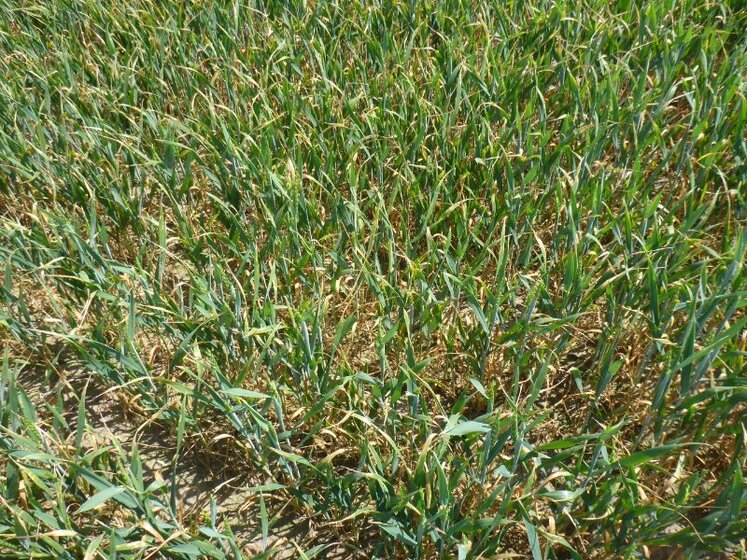 Agro-nowości-od-Concordii