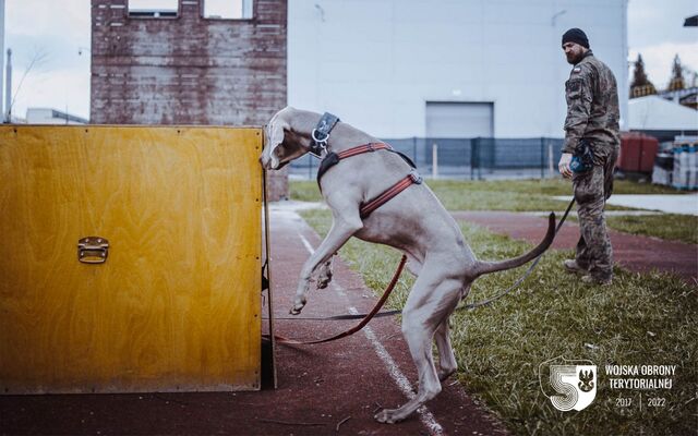 Szkolenie GPR K-9 u śląskich terytorialsów