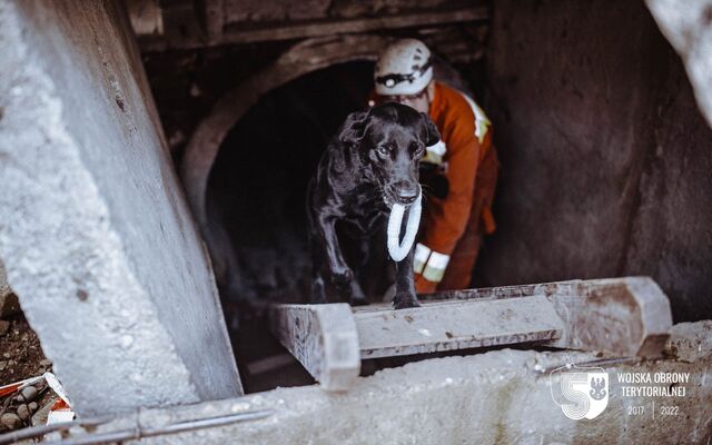 Szkolenie GPR K-9 u śląskich terytorialsów