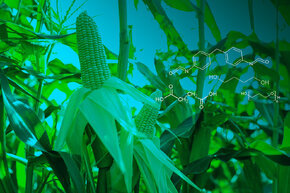 Kukurydza slajder 4.jpg