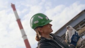 Obrączkowanie młodych sokołów z Huty Miedzi Głogów