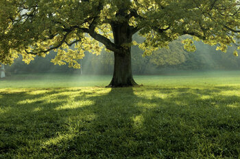 tree-demo