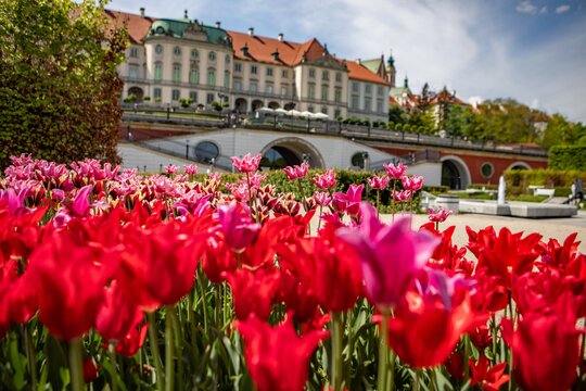 Ogród Dolny_tulipany_Zamek Królewski w Warszawie