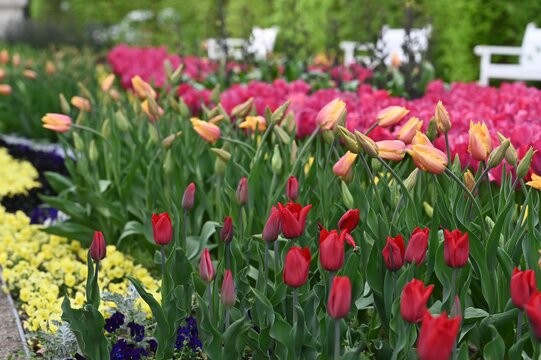 Ogród Dolny_tulipany_ fot.A.Żukowska 