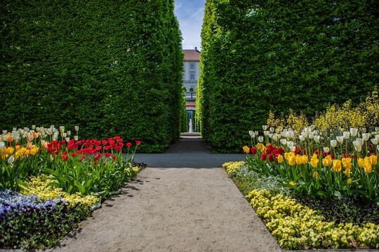 Ogród Dolny_tulipany_Zamek Królewski w Warszawie