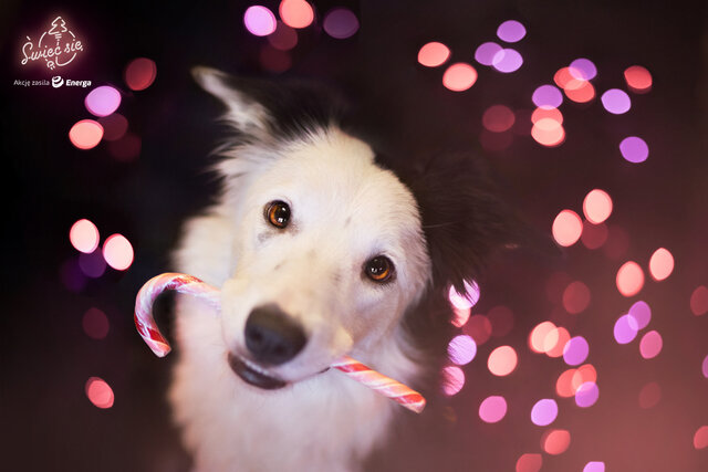 V miejsce w kat. Mój Dom