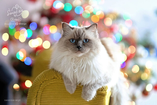 Wyróżnienie jury w kat. Moi Bliscy