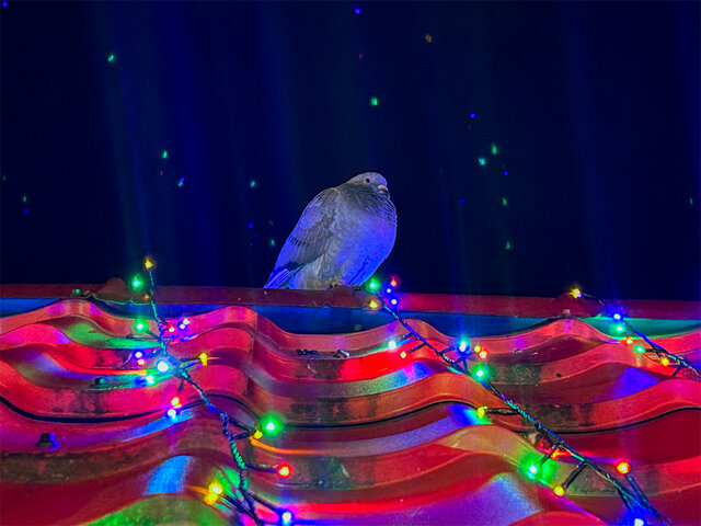 I miejsce w głosowaniu publiczności