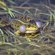 Według tradycji i wierzeń żaby są podstawowym daniem na bocianim stole i chociaż wiele w tym przesady, to na niektórych terenach, zwłaszcza wiosną, mogą być jego najczęstszą zdobyczą. Na zdjęciu żaba wodna. (foto P. Szymoński)