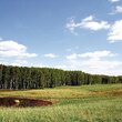 Bociany chętnie żerują na takich słabo zmeliorowanych polach uprawnych.  (foto P. Szymoński)