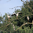 Wróżba dla przyszłych teściów: trzy bociany, nogów pięć – córce mąż, a tobie zięć. (foto P. Szymoński)