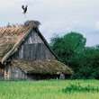 Takie obrazki to już dzisiaj rzadkość. Kryte strzechą dachy, takie jak we wsi Mocarze nad Biebrzą, od wieków były chętnie zajmowane przez bociany. Niestety także na wschodzie Polski malownicza strzecha z bocianim gniazdem zdaje się nieodwracalnie zanikać.  (foto P. Szymoński)
