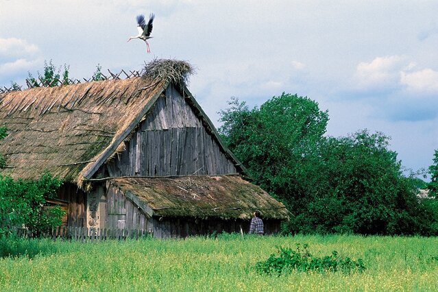 Takie obrazki to już dzisiaj rzadkość. Kryte strzechą dachy, takie jak we wsi Mocarze nad Biebrzą, od wieków były chętnie zajmowane przez bociany. Niestety także na wschodzie Polski malownicza strzecha z bocianim gniazdem zdaje się nieodwracalnie zanikać.  (foto P. Szymoński)
