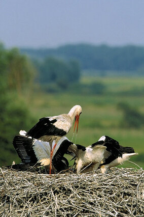 Głaskanie dzioba jest dla dorosłego bociana bodźcem do wyrzucenia zdobyczy z wola. Tym razem rodzic przyniósł w wolu głównie wodę, bardzo pożądaną na gnieździe w upalne dni. (foto P. Szymoński)