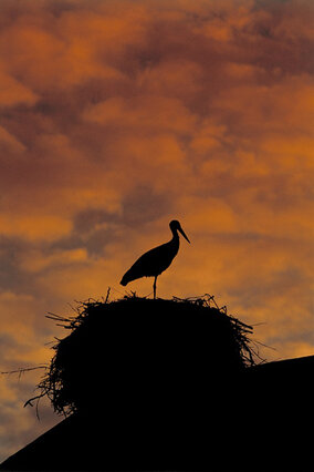 Po zachodzie słońca do żywkowskiej kolonii powraca spokój.  (foto P. Szymoński)
