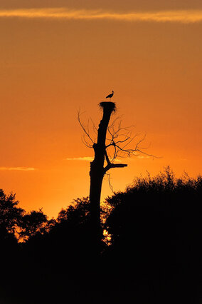 Noc spędzają bociany w miejscach bezpiecznych, wysoko nad ziemią. Przynajmniej jedno z rodziców nocuje na gnieździe.  (foto P. Szymoński)