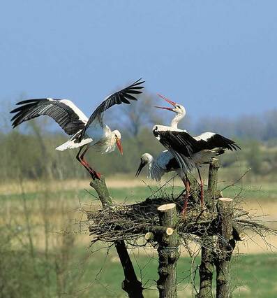 Już po niecałej godzinie zjawiają się dwa kolejne bociany i nad bocianicą, która przybiera coraz to nowe odstraszające pozy, wywiązuje się walka. (foto P. Szymoński)