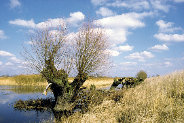 Rozlewiska dolnej Warty w rezerwacie przyrody Słońsk (obecnie Park Narodowy 'Ujście Warty') to istny bociani raj. (foto P. Szymoński)