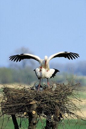 Kopulująca para bocianów jest obrazkiem powszechnie znanym, a to z tej prostej przyczyny, że bociany czynią to często i zachowują się przy tym bardzo głośno. Tuż po przylocie cel kopulacji jest jasny – trzeba zatroszczyć się o przedłużenie gatunku. (foto P. Szymoński)