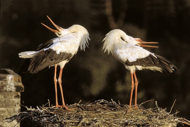 Nowa platforma lęgowa na jednym z żywkowskich dachów została objęta we władanie. Teraz trzeba wszem i wobec pokazać, kto tu jest gospodarzem, zwłaszcza że najbliższe bocianie gniazdo jest oddalone o zaledwie kilka metrów. (foto P. Szymoński)