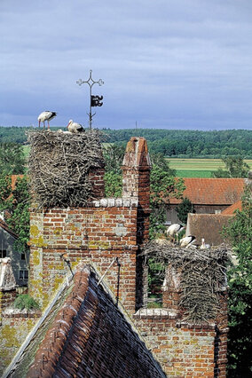 Gniazda bocianie w koloniach są czasami umieszczone bardzo blisko siebie. Nic dziwnego, że bociany z czasem bardziej tolerują widok innych przedstawicieli swojego gatunku. (foto P. Szymoński)