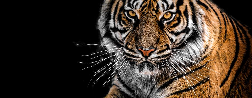 Tygrysi wizerunek w biznesie