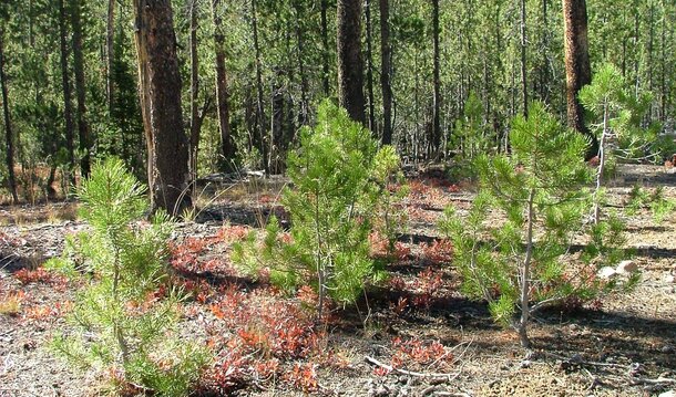 KGHM is reforesting Lower Silesia