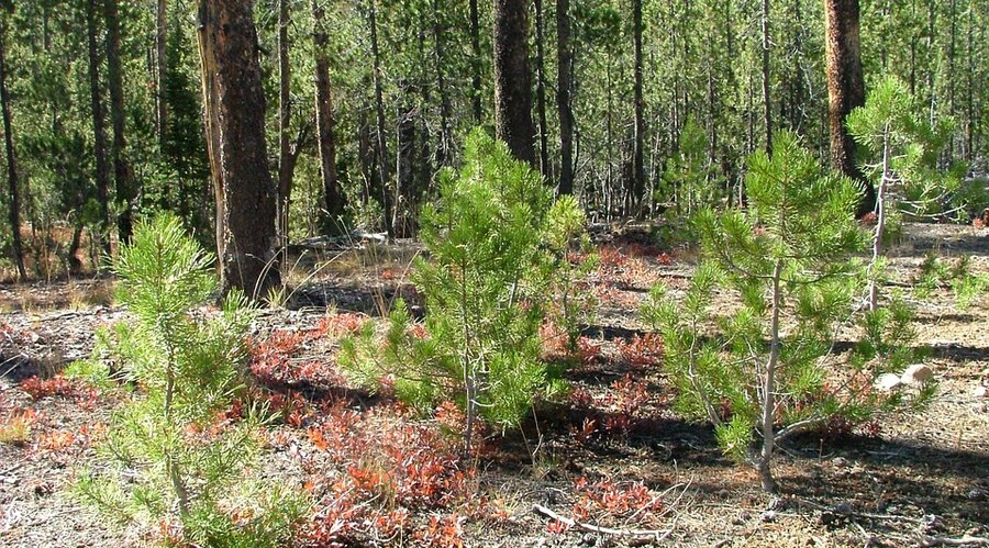 KGHM is reforesting Lower Silesia