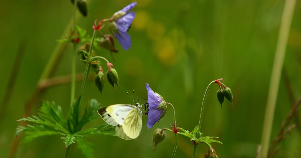 Na zdjęciu widoczna wysoka trawa, fioletowy kwiat i motyl.