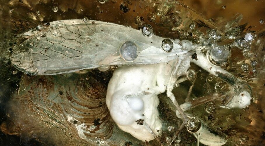 Zdjęcie przedstawia inkluzję chwytówki modliszkowatej. W bursztynie leży zatopiony, biały owad z wyraźnie widocznymi skrzydłami i odwłokiem. Obie części są równych rozmiarów. Głowa insekta jest skierowana w prawo.  