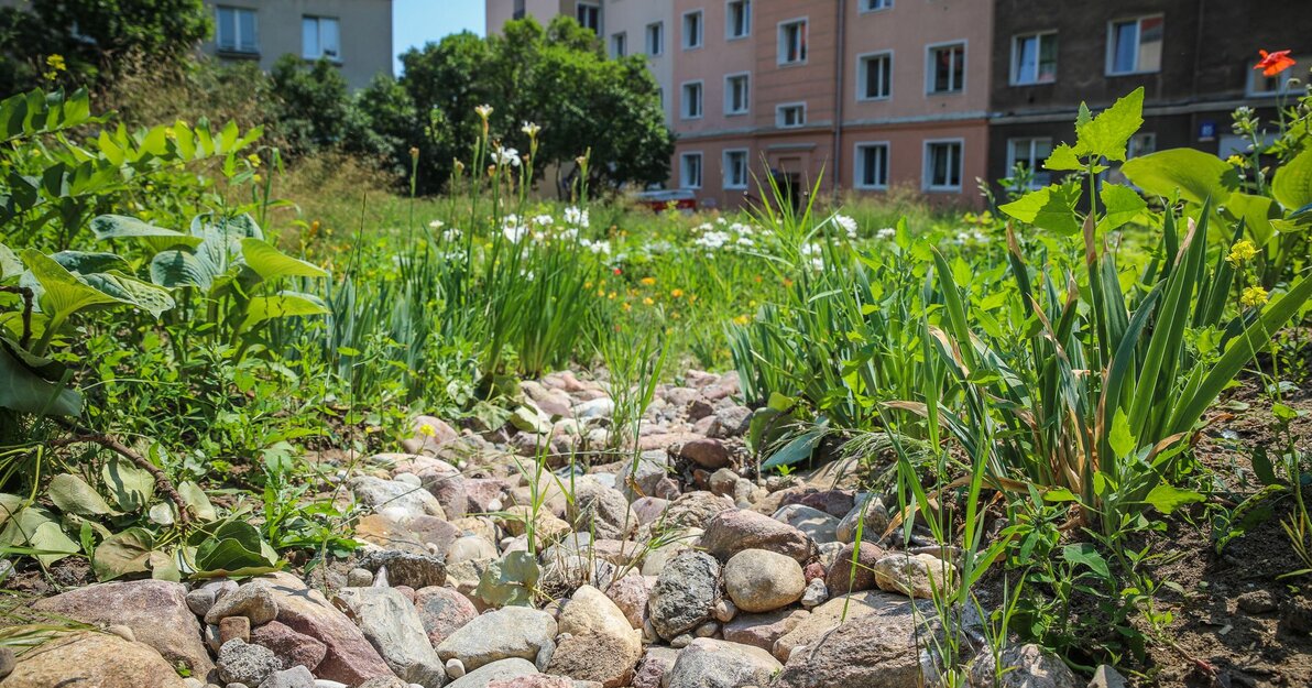 Ogród Zakopiańska, na pierwszym planie widoczne kamienie ozdobne i zielone rośliny. W tle widoczne bloki.