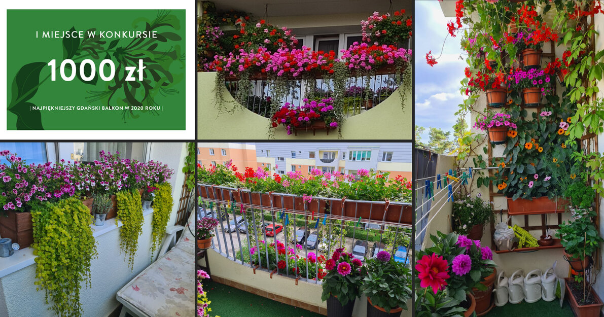 Zdjęcie przedstawia kolaż fotografii ukwieconego balkonu. Pokazują balkon wewnątrz i z zewnątrz. Znajduje się na nim wiele różnokolorowych kwiatów oraz zwisających roślin. Kwiaty są na balustradzie i na skrzynkach. Na podłodze w rzędzie stoją białe konewki. 