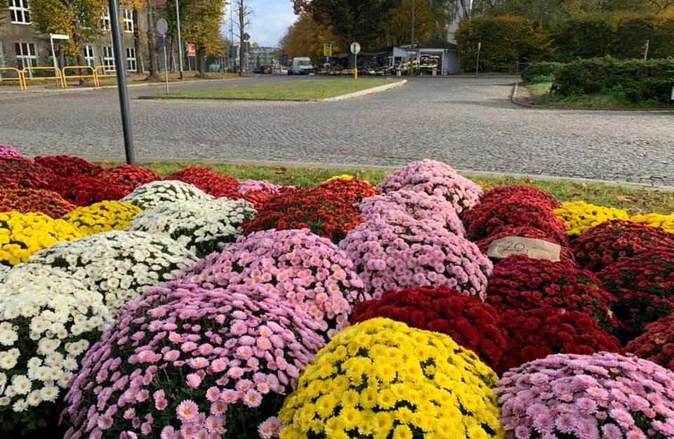 Kwieciste dekoracje na Wszystkich Świętych. Białe, bordowe, żółte, czerwone, fioletowe, różowe – chryzantemy. Kwiaty stoją na ziemi. W tle ulica i inne punkty sprzedaży kwiatów.  