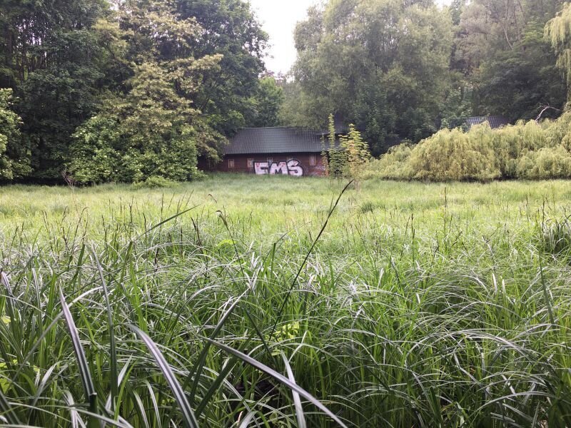 Zdjęcie przedstawia gęstą trawę, w tle las i mały budynek