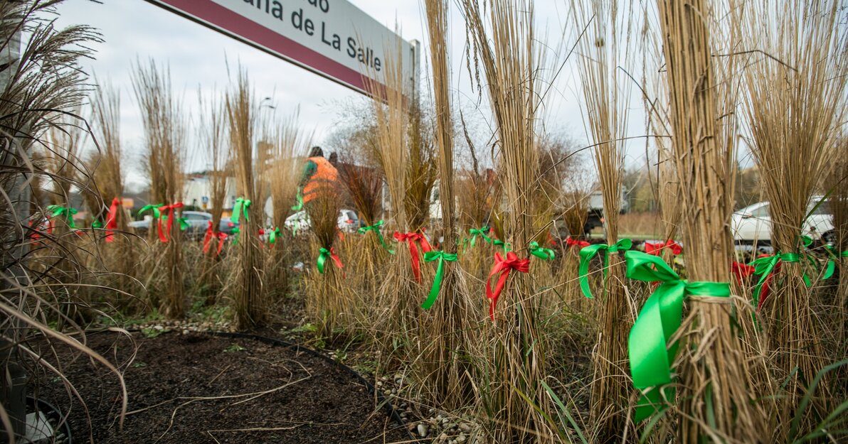 Na fotografii fragment zieleni na rondzie de la Salle. Na trawach zawiązane są wstążki w kolorach zielonym i czerwonym - świąteczny akcent na gdańskich ulicach