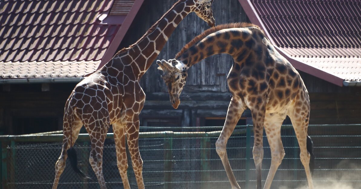 Żyrafy w gdańskim zoo