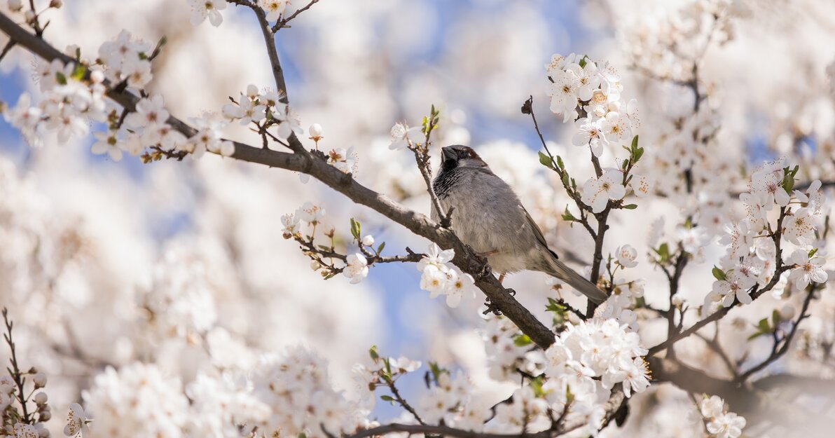 Kwitnąca wiśnia i ptak siedzący na gałęzi