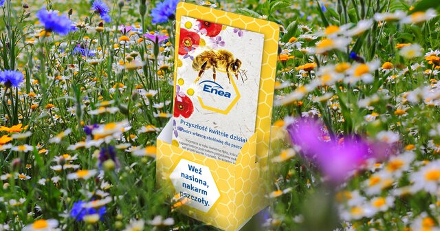 Razem w trosce o pszczoły – społeczna akcja organizowana w Biurach Obsługi Klienta Enei