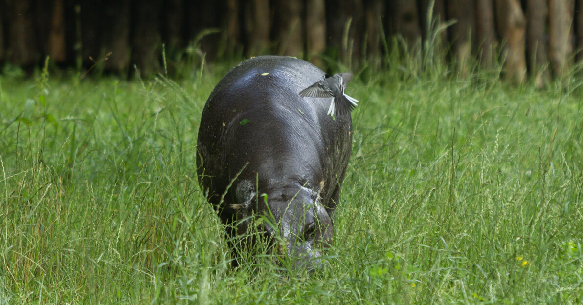 Samiec hipopotama karłowatego na nowym wybiegu
