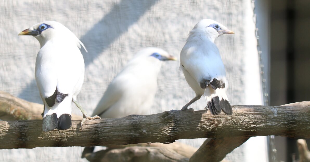 Szpak balijski w gdańskim ZOO (6)